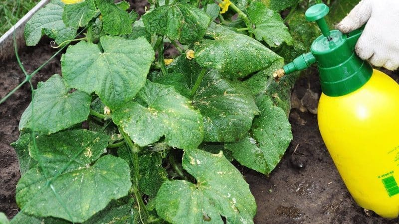 How to get rid of spider mites on cucumbers in a greenhouse: proven methods of control and prevention