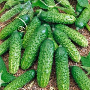 What are the names of small cucumbers and what varieties of this type are the best?