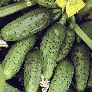 What are the names of small cucumbers and what varieties of this type are the best?