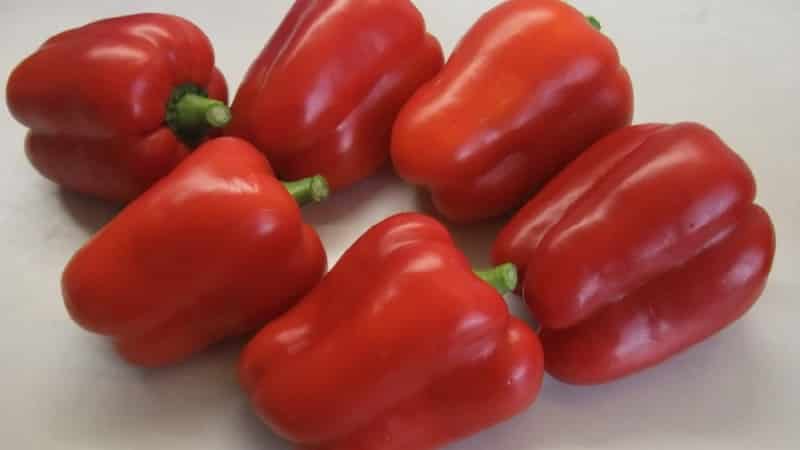 How to plant and grow large red hybrid pepper Ombrone