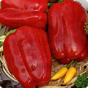 How to plant and grow large red hybrid pepper Ombrone