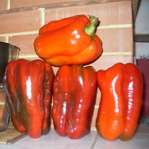 How to plant and grow large red hybrid pepper Ombrone