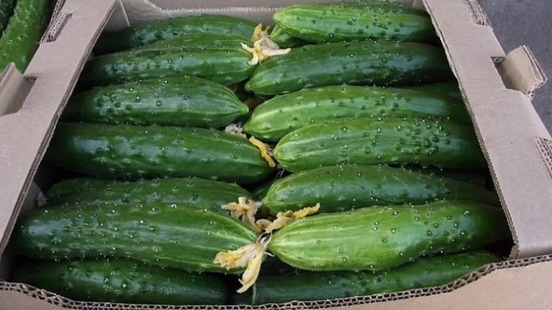 How to grow Harmonist cucumbers and why they are good