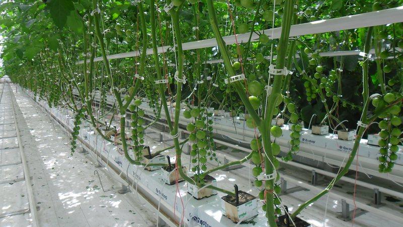 How to grow tomatoes in a greenhouse in winter: step-by-step instructions for getting a rich harvest all year round
