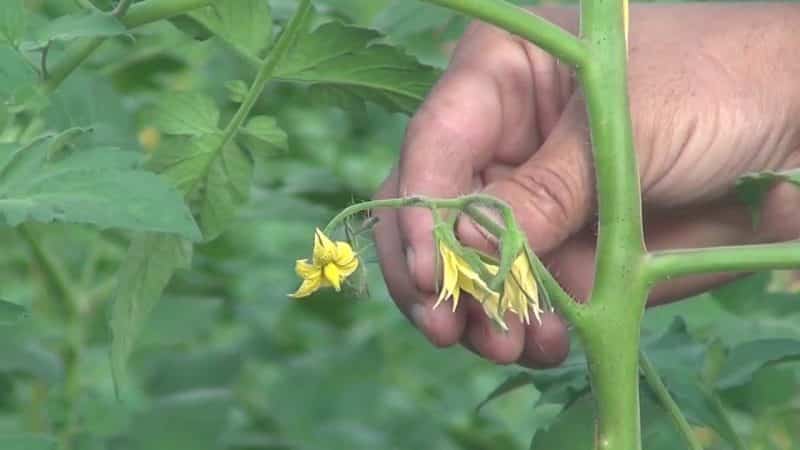 How to grow tomatoes in a greenhouse in winter: step-by-step instructions for getting a rich harvest all year round