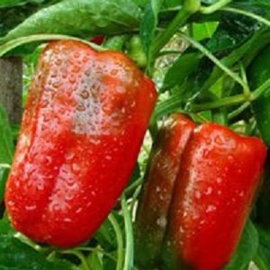 How to grow hybrid pepper Denis to get a rich harvest of sweet and juicy fruits