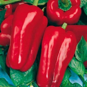 How to grow hybrid pepper Denis to get a rich harvest of sweet and juicy fruits