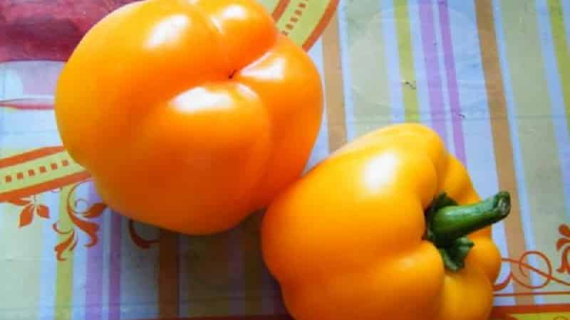 How to grow Bogdan pepper on your own plot: review and secrets of getting a rich harvest