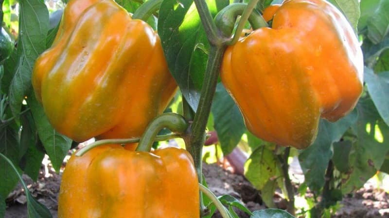 How to grow Bogdan pepper on your own plot: review and secrets of getting a rich harvest