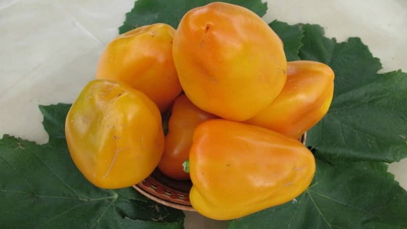 How to grow Bogdan pepper on your own plot: review and secrets of getting a rich harvest