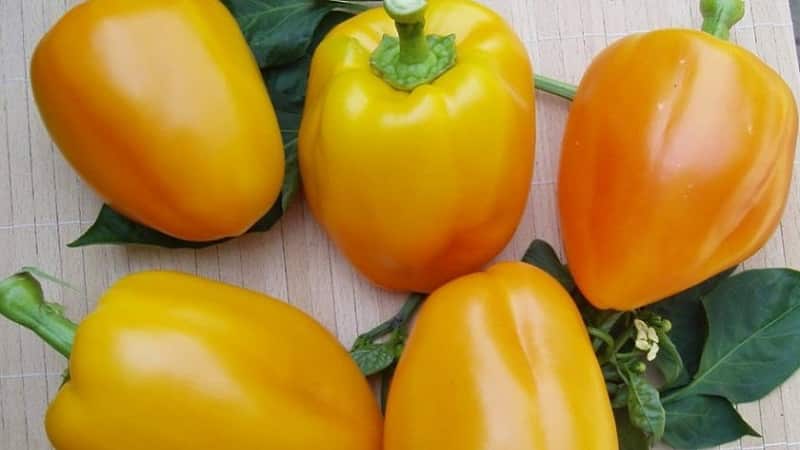 How to grow Bogdan pepper on your own plot: review and secrets of getting a rich harvest