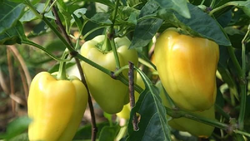 How to grow Bogdan pepper on your own plot: review and secrets of getting a rich harvest