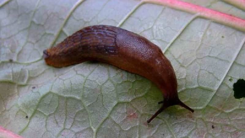 What are the diseases of eggplants in a greenhouse and how to deal with them