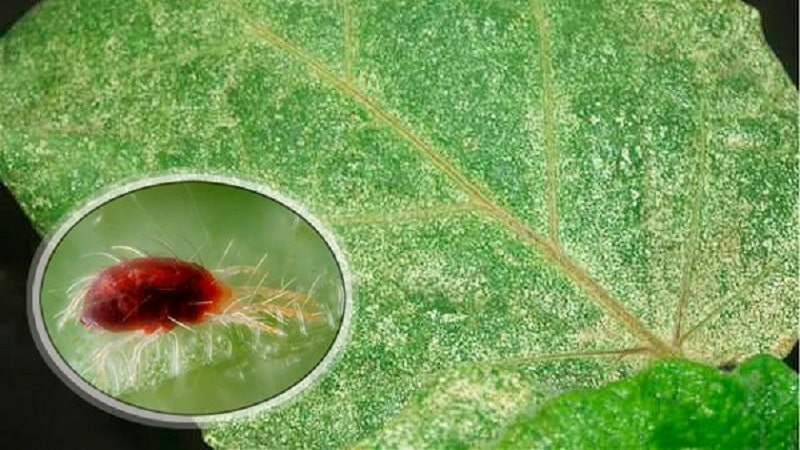 What to do if eggplant flowers fall off in a greenhouse and why does this happen?