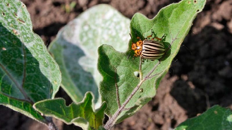 Reasons for tops drying out and whether potatoes grow after this