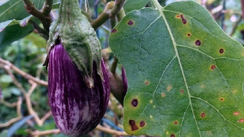 What are the diseases of eggplants in a greenhouse and how to deal with them
