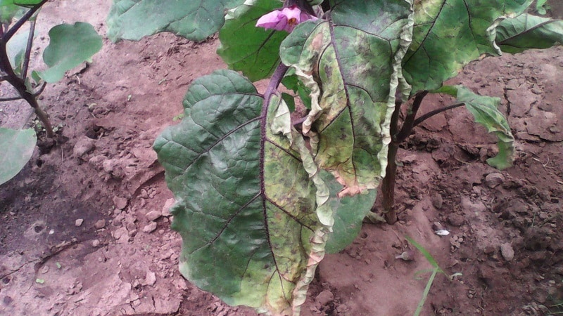 What are the diseases of eggplants in a greenhouse and how to deal with them