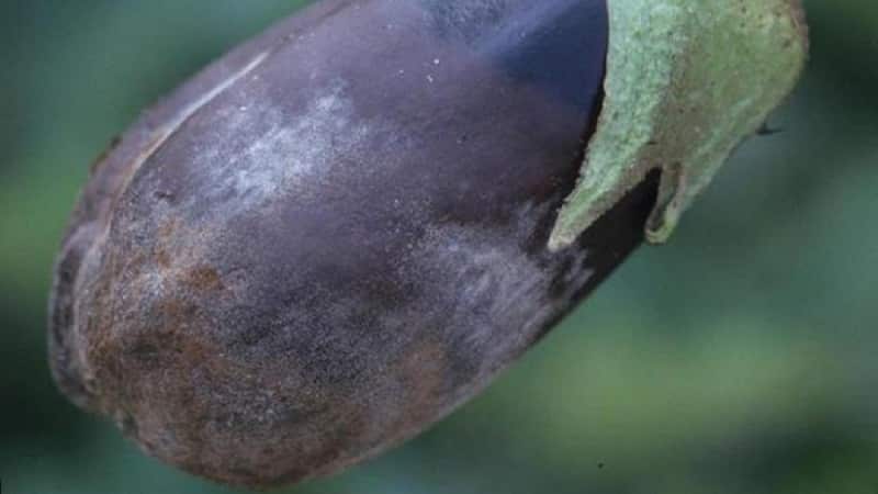 What are the diseases of eggplants in a greenhouse and how to deal with them