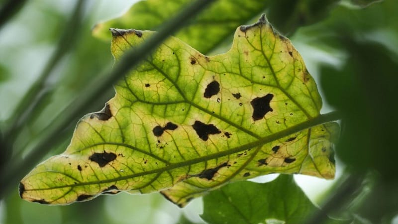 What are the diseases of eggplants in a greenhouse and how to deal with them