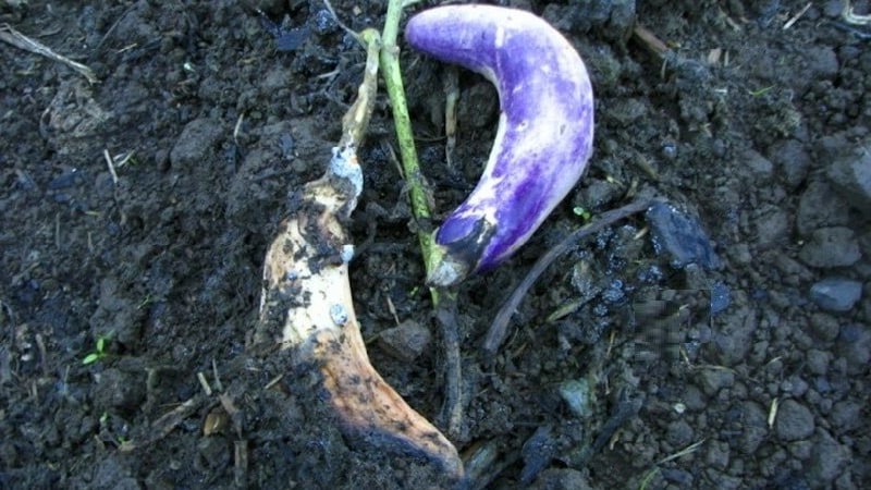 What are the diseases of eggplants in a greenhouse and how to deal with them