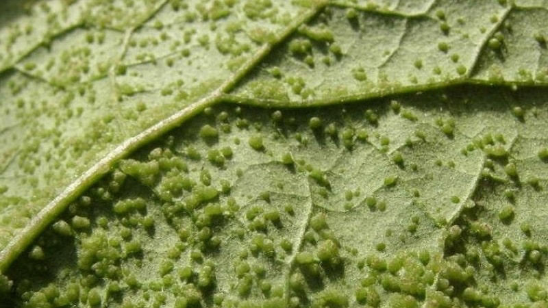 How to escape from pepper pests in a greenhouse