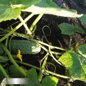 Parthenocarpic hybrid of cucumbers Claudine f1 from Dutch breeders