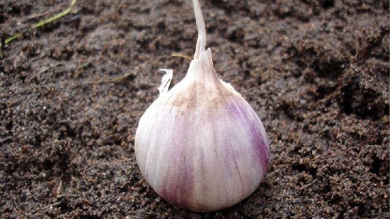 When and what fertilizer to apply to garlic in the fall: feeding schemes and a review of the best formulations to increase yields