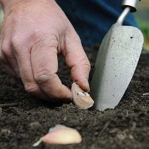 When and what fertilizer to apply to garlic in the fall: feeding schemes and a review of the best formulations to increase yields