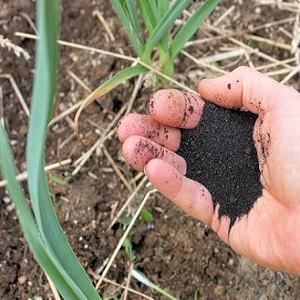 When and what fertilizer to apply to garlic in the fall: feeding schemes and a review of the best formulations to increase yields