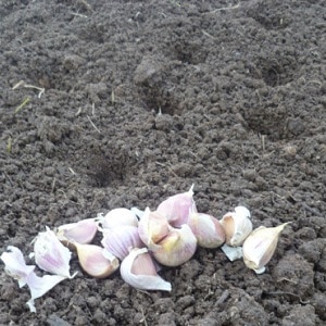 When and what fertilizer to apply to garlic in the fall: feeding schemes and a review of the best formulations to increase yields