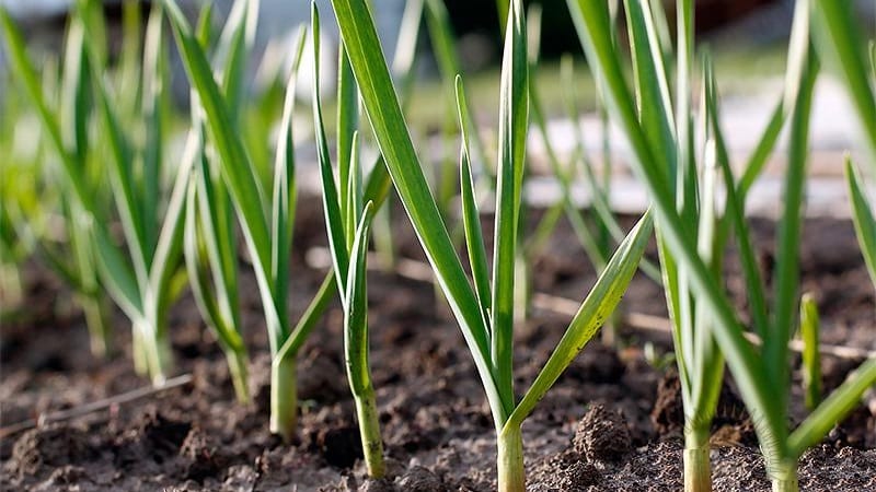 When and what fertilizer to apply to garlic in the fall: feeding schemes and a review of the best formulations to increase yields
