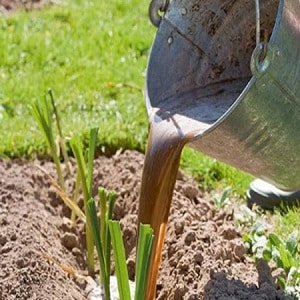 When and what fertilizer to apply to garlic in the fall: feeding schemes and a review of the best formulations to increase yields