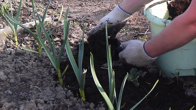 When and what fertilizer to apply to garlic in the fall: feeding schemes and a review of the best formulations to increase yields