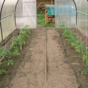 When and how to properly plant tomatoes in a polycarbonate greenhouse