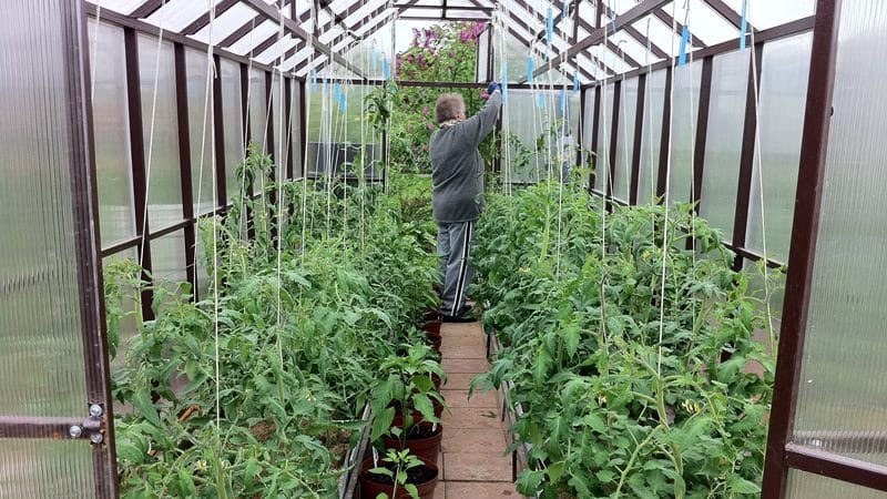 When and how to properly plant tomatoes in a polycarbonate greenhouse