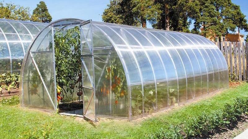 When and how to properly plant tomatoes in a polycarbonate greenhouse