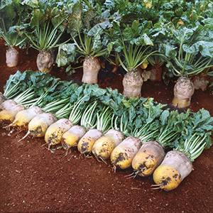 Who needs fodder beets and why, how to grow them correctly and can people eat them?