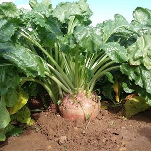 Who needs fodder beets and why, how to grow them correctly and can people eat them?
