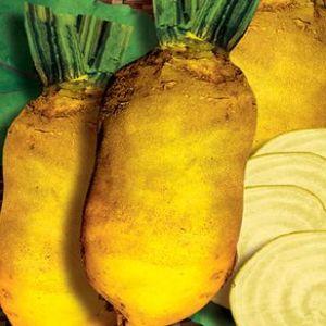 Who needs fodder beets and why, how to grow them correctly and can people eat them?