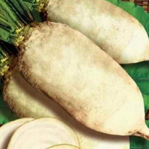 Who needs fodder beets and why, how to grow them correctly and can people eat them?