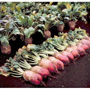 Who needs fodder beets and why, how to grow them correctly and can people eat them?