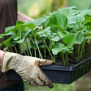 Early maturing cucumber hybrid Connie f1, resistant to weather conditions and diseases