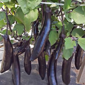 Easy-to-care and amazing-tasting eggplant King of the Market