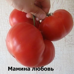 Large-fruited variety from Bulgarian breeders - Mom's Love tomato