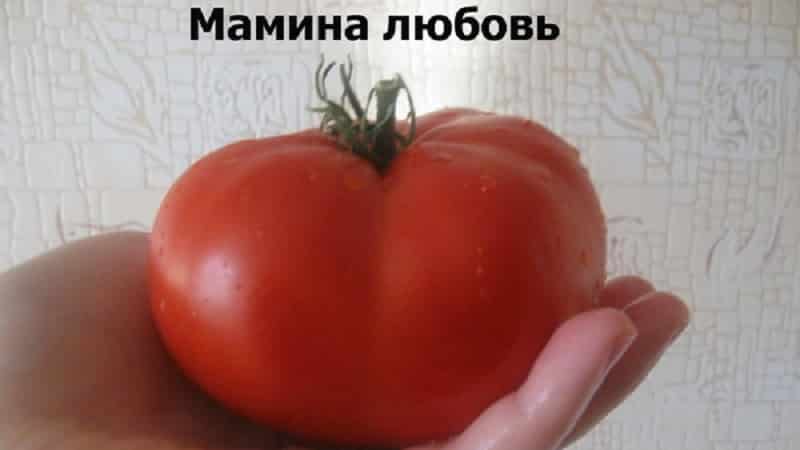 Large-fruited variety from Bulgarian breeders - Mom's Love tomato