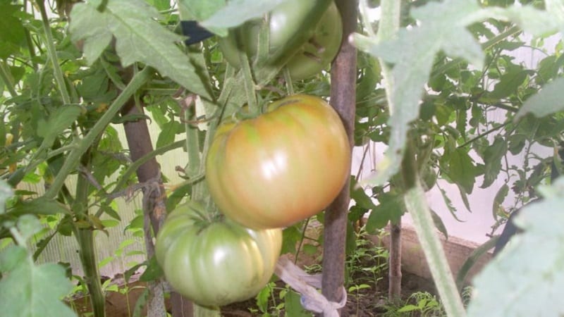 Large-fruited variety from Bulgarian breeders - Mom's Love tomato