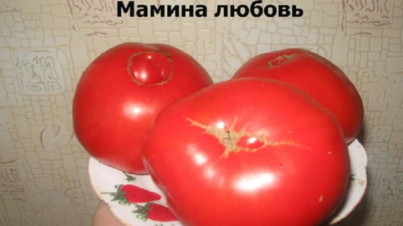 Large-fruited variety from Bulgarian breeders - Mom's Love tomato