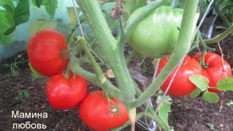 Large-fruited variety from Bulgarian breeders - Mom's Love tomato