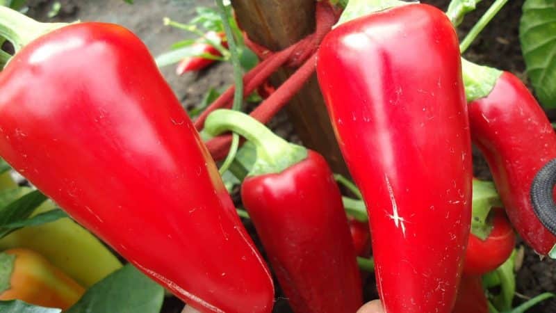 Why summer residents love Swallow pepper: characteristics and description of the variety, its pros and cons