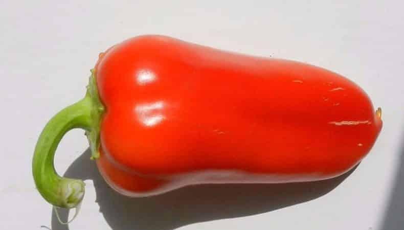 Why summer residents love Swallow pepper: characteristics and description of the variety, its pros and cons